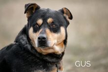 GUS, Hund, Rottweiler-Mix in Ungarn - Bild 1