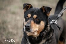 GUS, Hund, Rottweiler-Mix in Ungarn - Bild 18