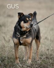 GUS, Hund, Rottweiler-Mix in Ungarn - Bild 19