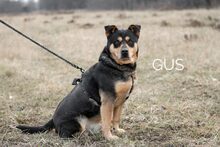 GUS, Hund, Rottweiler-Mix in Ungarn - Bild 2