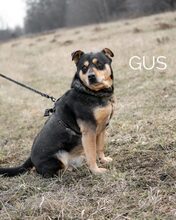 GUS, Hund, Rottweiler-Mix in Ungarn - Bild 20