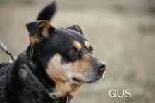 GUS, Hund, Rottweiler-Mix in Ungarn - Bild 22