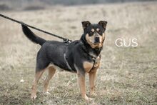 GUS, Hund, Rottweiler-Mix in Ungarn - Bild 3