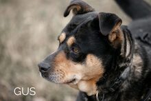 GUS, Hund, Rottweiler-Mix in Ungarn - Bild 4