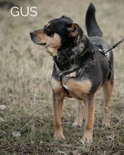GUS, Hund, Rottweiler-Mix in Ungarn - Bild 5
