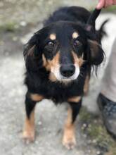 ARCHIE, Hund, Mischlingshund in Ungarn - Bild 5