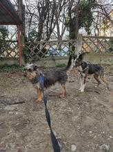 MIA, Hund, Mischlingshund in Rumänien - Bild 9