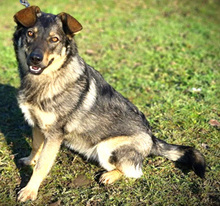 ALESH, Hund, Deutscher Schäferhund-Mix in Slowakische Republik - Bild 1