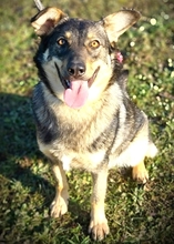 ALESH, Hund, Deutscher Schäferhund-Mix in Slowakische Republik - Bild 2