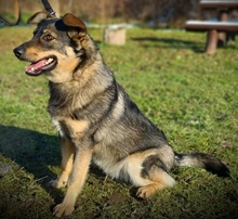 ALESH, Hund, Deutscher Schäferhund-Mix in Slowakische Republik - Bild 4
