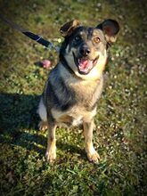 ALESH, Hund, Deutscher Schäferhund-Mix in Slowakische Republik - Bild 6