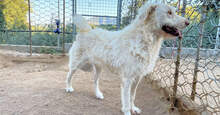 HAKUNA, Hund, Mischlingshund in Italien - Bild 2