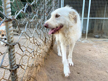 HAKUNA, Hund, Mischlingshund in Italien - Bild 4