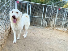 HAKUNA, Hund, Mischlingshund in Italien - Bild 5