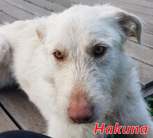 HAKUNA, Hund, Mischlingshund in Italien - Bild 7
