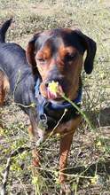LUCA, Hund, Mischlingshund in Köln - Bild 4