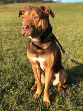 CHOCCI, Hund, American Pit Bull Terrier-Mix in Reutlingen - Bild 1