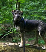 LEILA, Hund, Mischlingshund in Rheinbach - Bild 14