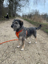 LEILA, Hund, Mischlingshund in Rheinbach - Bild 4