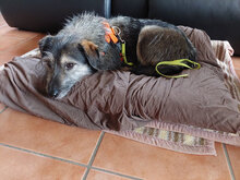 LEILA, Hund, Mischlingshund in Rheinbach - Bild 5