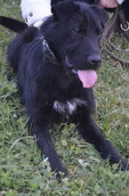 LEXI, Hund, Mischlingshund in Kroatien - Bild 1