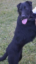LEXI, Hund, Mischlingshund in Kroatien - Bild 2