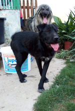 LEXI, Hund, Mischlingshund in Kroatien - Bild 4