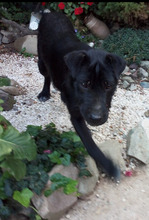 LEXI, Hund, Mischlingshund in Kroatien - Bild 8