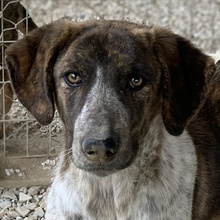 NAXOS, Hund, Mischlingshund in Griechenland - Bild 1