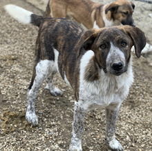 NAXOS, Hund, Mischlingshund in Griechenland - Bild 10