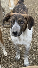 NAXOS, Hund, Mischlingshund in Griechenland - Bild 12
