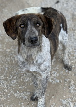 NAXOS, Hund, Mischlingshund in Griechenland - Bild 4