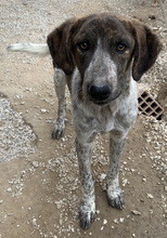 NAXOS, Hund, Mischlingshund in Griechenland - Bild 5