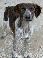 NAXOS, Hund, Mischlingshund in Griechenland - Bild 7