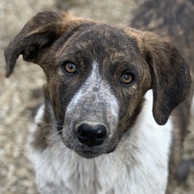 NAXOS, Hund, Mischlingshund in Griechenland - Bild 9