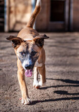 TRICO, Hund, Mischlingshund in Bulgarien - Bild 10