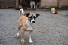 TRICO, Hund, Mischlingshund in Bulgarien - Bild 11