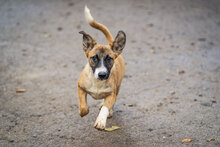 TRICO, Hund, Mischlingshund in Bulgarien - Bild 12