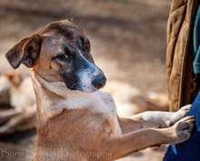 TRICO, Hund, Mischlingshund in Bulgarien - Bild 3