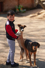 TRICO, Hund, Mischlingshund in Bulgarien - Bild 4