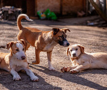 TRICO, Hund, Mischlingshund in Bulgarien - Bild 7
