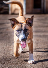 TRICO, Hund, Mischlingshund in Bulgarien - Bild 8