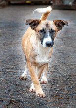 TRICO, Hund, Mischlingshund in Bulgarien - Bild 9