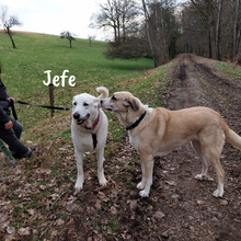 JEFE, Hund, Pyrenäenberghund-Mix in Spanien - Bild 2