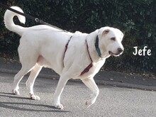 JEFE, Hund, Pyrenäenberghund-Mix in Spanien - Bild 3