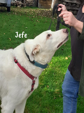 JEFE, Hund, Pyrenäenberghund-Mix in Spanien - Bild 4