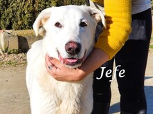 JEFE, Hund, Pyrenäenberghund-Mix in Spanien - Bild 5