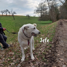 JEFE, Hund, Pyrenäenberghund-Mix in Badisch Schöllenbach - Bild 12