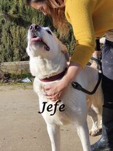 JEFE, Hund, Pyrenäenberghund-Mix in Badisch Schöllenbach - Bild 13