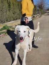 JEFE, Hund, Pyrenäenberghund-Mix in Badisch Schöllenbach - Bild 17
